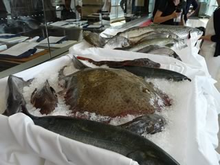 A nice display of the fish to be prepared in the afternoon.
