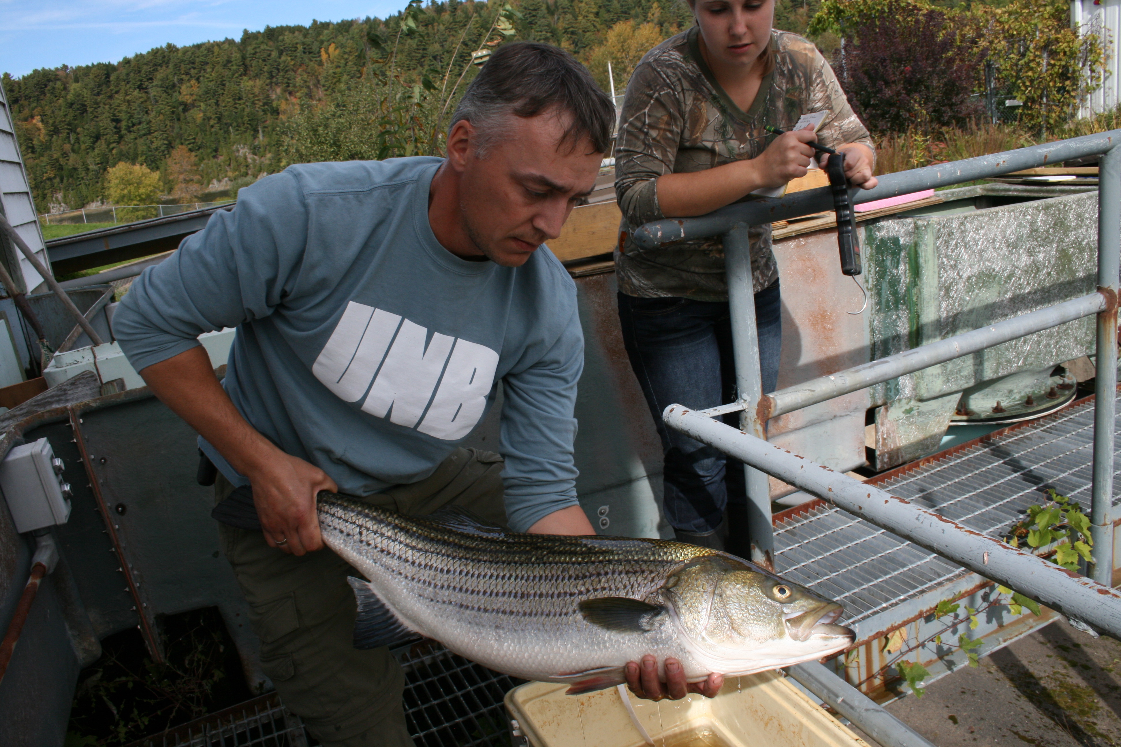 tagging striped bass