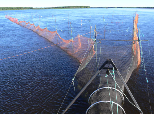 Fyke net in the River Tornionjoki