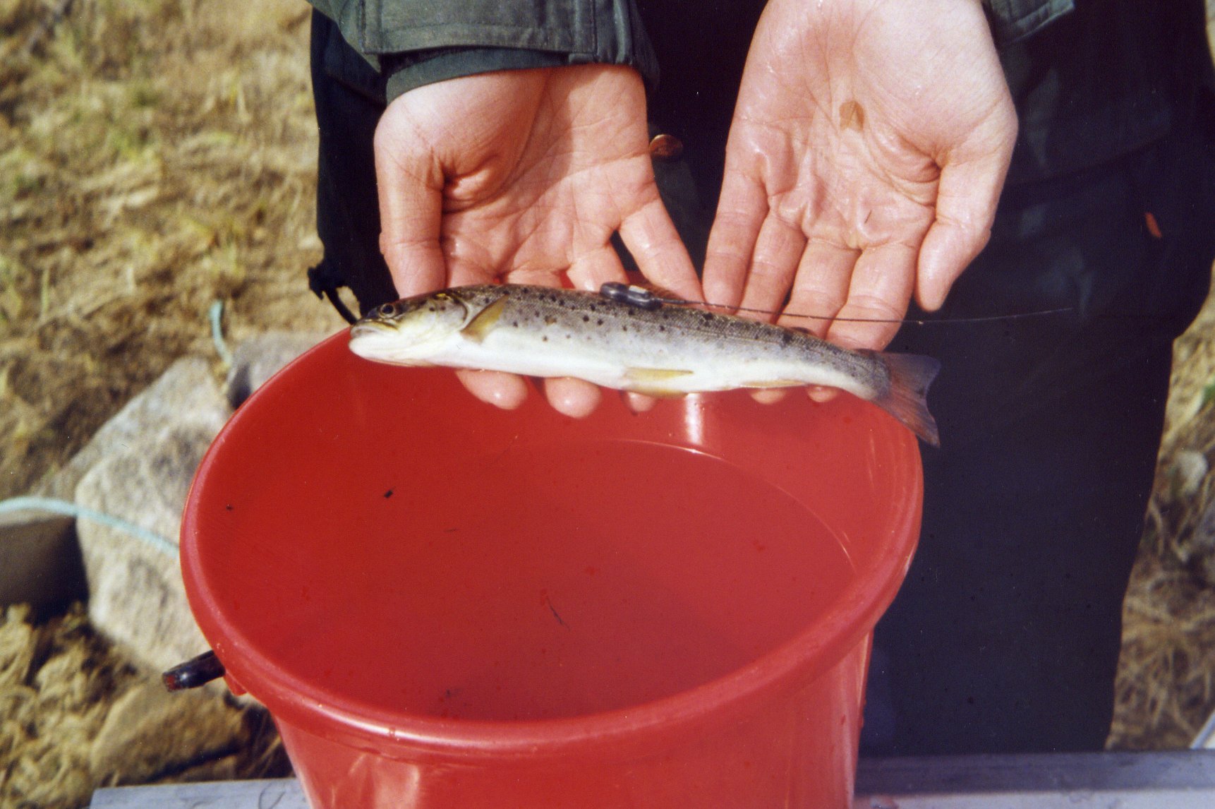 Anadromoust brown trout smolt