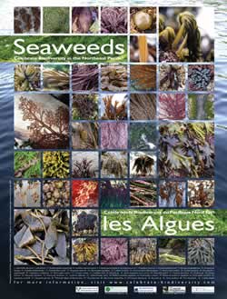 Celebrating seaweed biodiversity in the Northeast Pacific